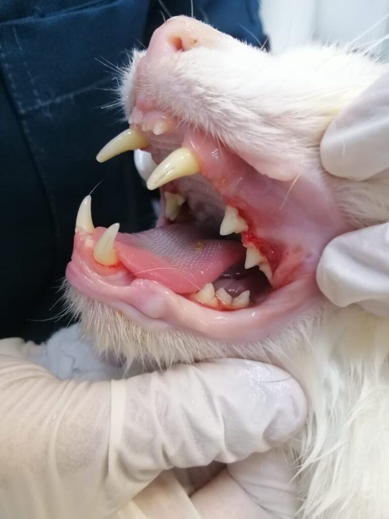 tuahvet-dental-scaling-klinik-kucing-padang-serai-klinik-haiwan-bertam